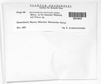 Auricularia auricula-judae image